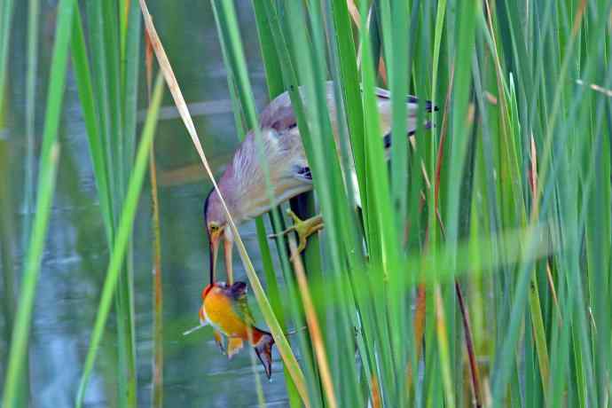 捕鱼的黄苇鳽（1）