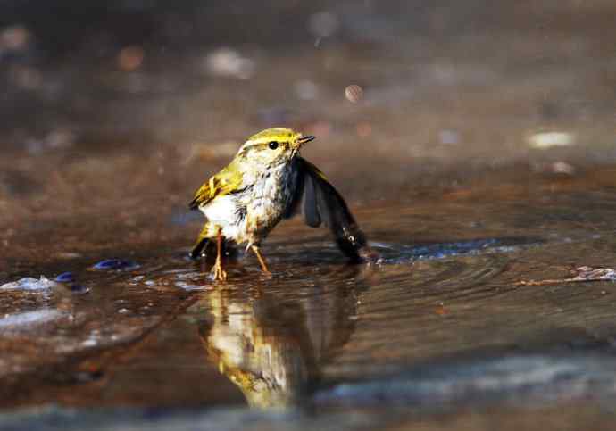 北京天坛公园的鸟类——酣畅淋漓腊月澡（柳莺）
