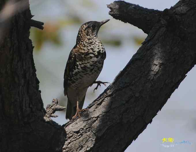 二鸫献寿:虎斑地鸫和宝兴歌鸫 二鸫献寿:虎斑地鸫和宝兴歌鸫