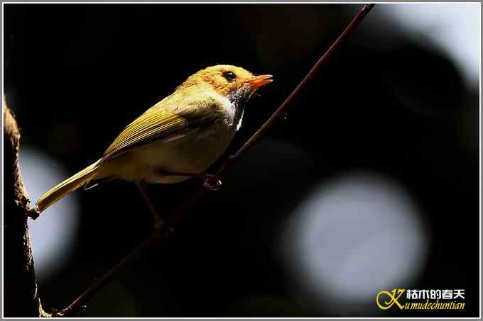 林中小鸟【照片】