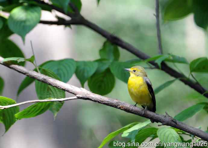拍照与写博（绿背姬鶲篇）