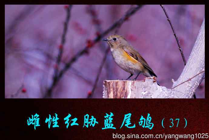 雌性红胁蓝尾鸲（37）