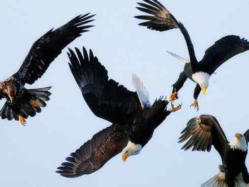 白头鸟系列:另类的美丽(白头海雕) 白头鸟系列:另类的美丽(白头海雕)