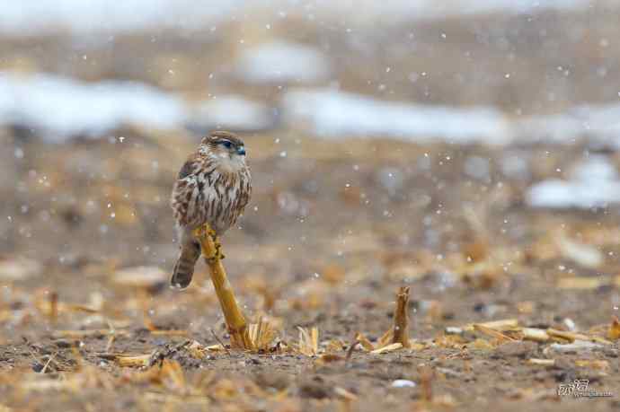 【野鸭湖的鸟】灰背隼