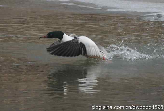 鸟友再聚白河湾 鸟友再聚白河湾