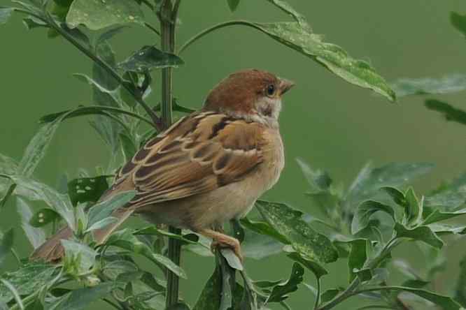  点击图片或使用键盘← →翻页