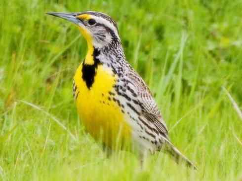 家禽驯化之源之三十二