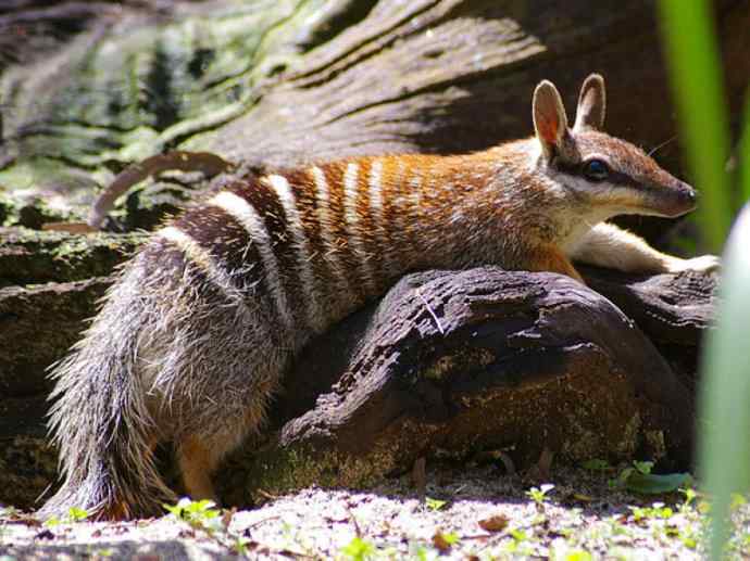 盘点十二大著名食蚁动物：袋食蚁兽