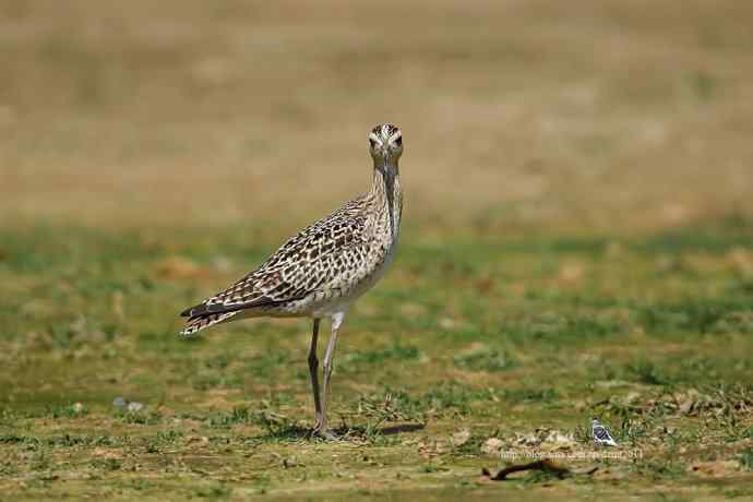 个人新鸟种鈥斝¤拣