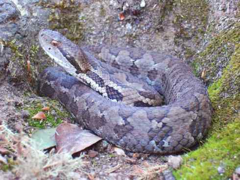 龙：传说的兽原型探秘（蝮蛇类）