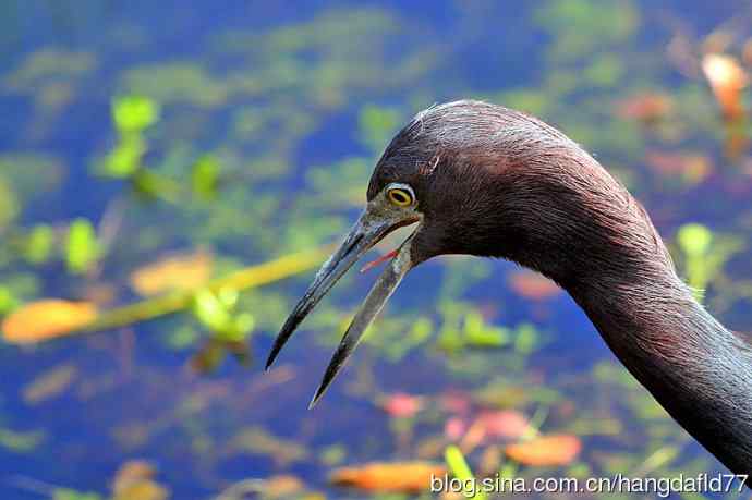 鸟雀肖像：小蓝鹭