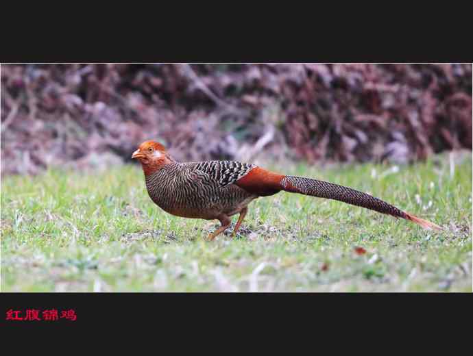 雄雉于秦 wbr下上其音