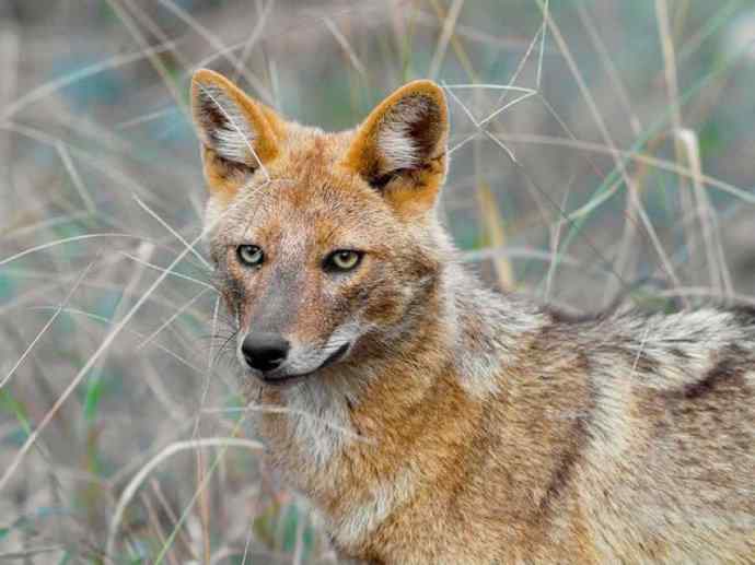 犬科:犬亚科犬属之金豺、黑背豺(胡狼类) 犬科:犬亚科犬属之金豺、黑背豺(胡狼类)