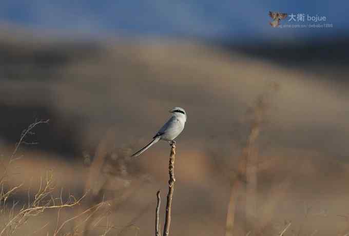 寻大鸨 wbr三百里加急走密城 寻大鸨 wbr三百里加急走密城