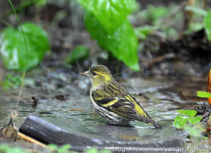 冲凉的小黄雀（2）