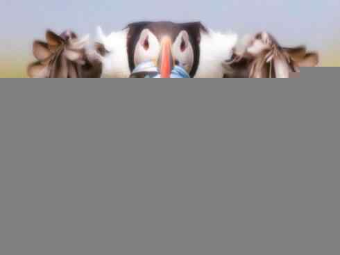 猎奇：奇特的鸟喙之七