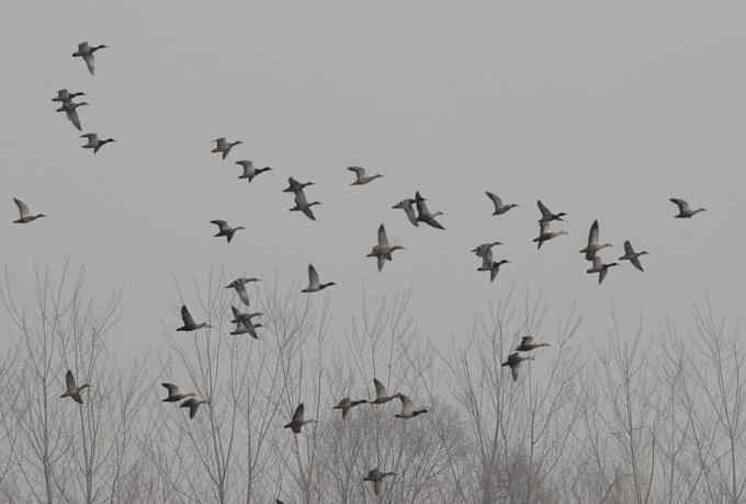 汉石桥湿地的斑嘴鸭 汉石桥湿地的斑嘴鸭
