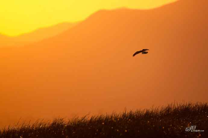 【行为-纪实】野鸭湖觅食的白腹鹞