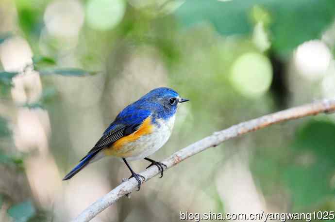 雄性红胁蓝尾鸲（18）