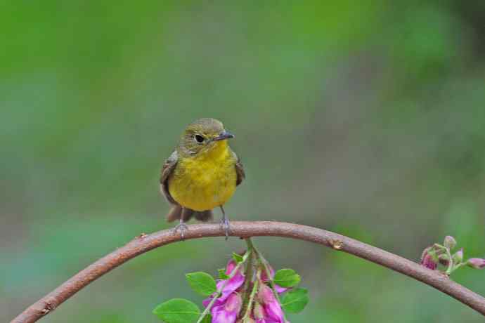 雌性绿背姬鶲(12) 雌性绿背姬鶲(12)
