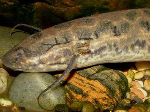 鱼类活化石：非洲肺鱼