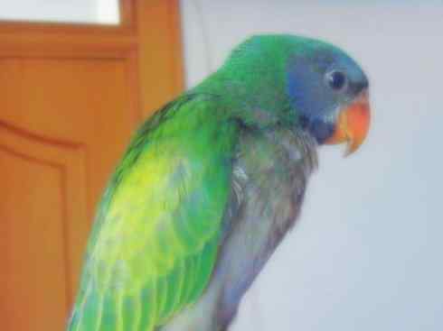 家禽驯化之源之七