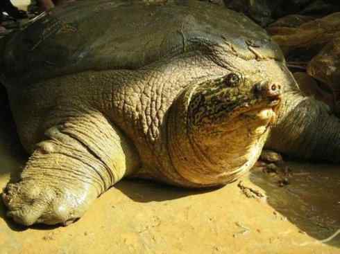 玄武：传说的兽原型探秘（鳖）