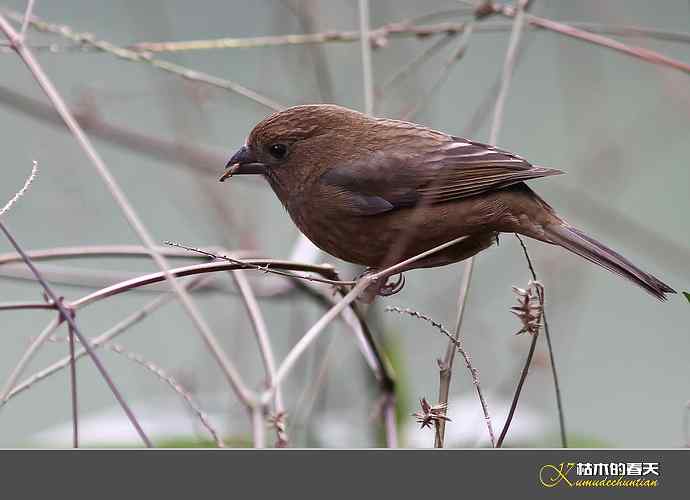 酒红朱雀和我躲猫猫 酒红朱雀和我躲猫猫