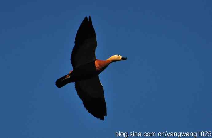 飞 wbr(赤麻鸭) wbr1 飞 wbr(赤麻鸭) wbr1