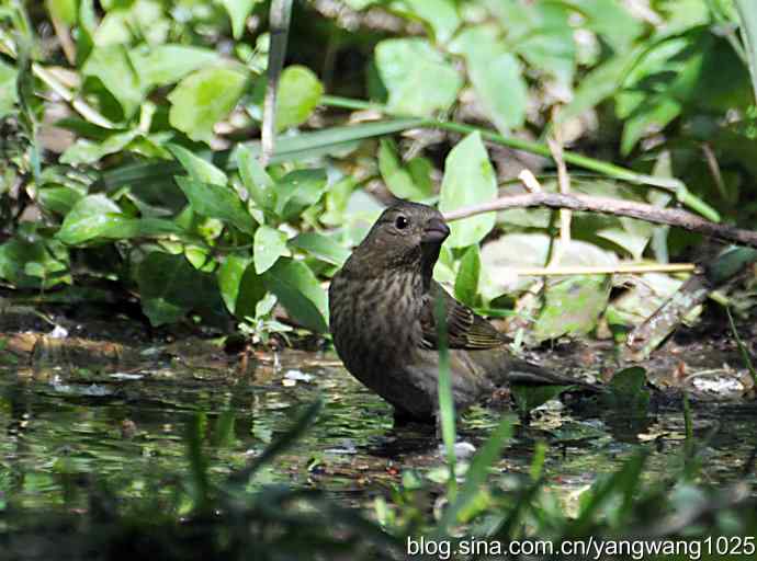 普通朱雀（雌性）