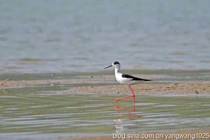黑翅长脚鹬（1）