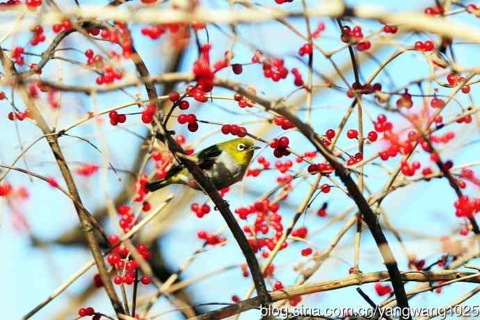 北京植物园的鸟类——红胁绣眼鸟（6）