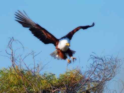 白头鸟系列:另类的美丽(吼海雕) 白头鸟系列:另类的美丽(吼海雕)