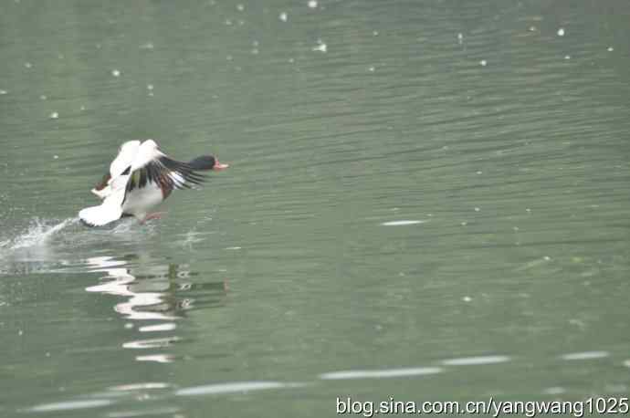 飞 wbr(雾拍水禽湖 wbr杂片) 飞 wbr(雾拍水禽湖 wbr杂片)