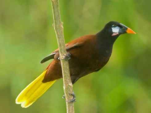 奇特的盔：拟椋鸟