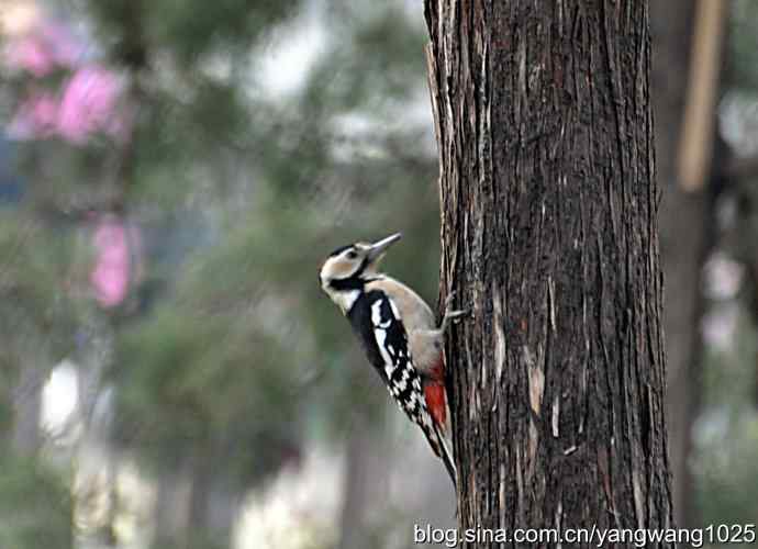 大斑啄木鸟