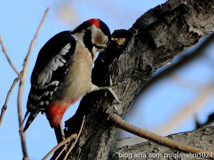 植物园里的大斑啄木鸟