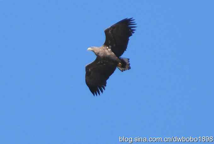 生猛红隼和白尾海雕 生猛红隼和白尾海雕