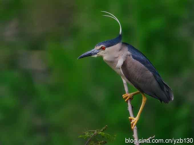 警觉、呆板、发愣（组图，9张图片）