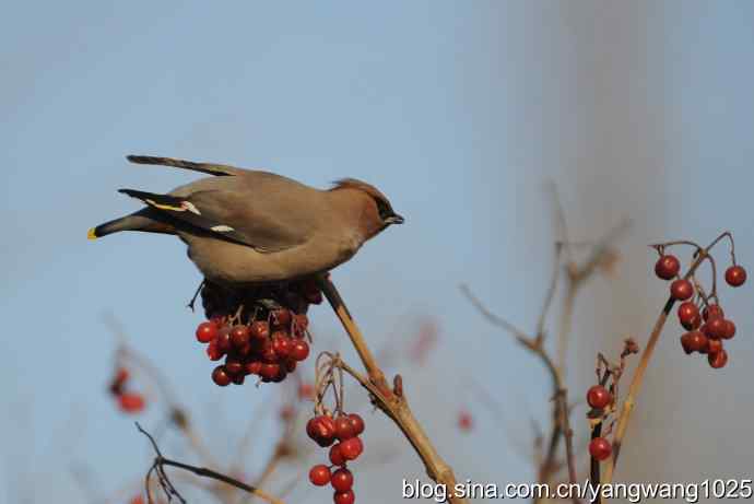 太平鸟（抓拍）3