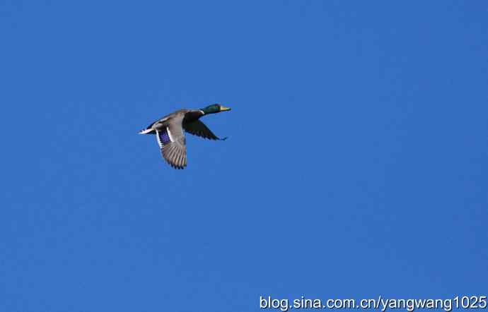 飞 wbr（绿头鸭）