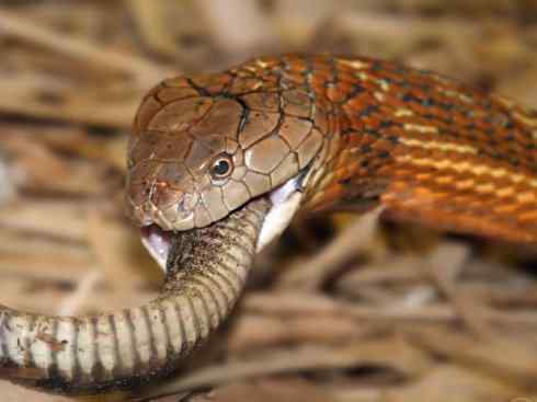 龙:传说的兽原型探秘(眼睛蛇类) 龙:传说的兽原型探秘(眼睛蛇类)