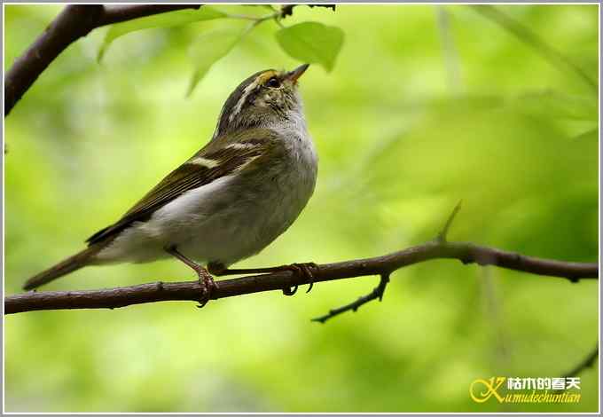 蓝鹀&bull;方尾鶲&bull;柳莺&bull;棕脸鶲莺&bull;戴胜【照片】