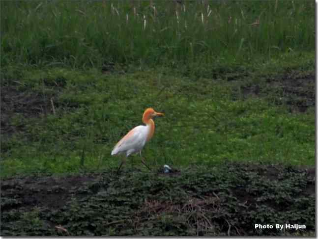  点击图片或使用键盘← →翻页