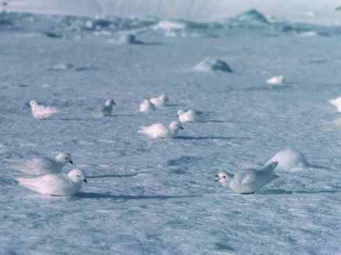 奇特的盔：雪海燕