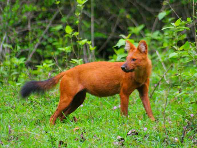 犬科：薮犬亚科豺属之豺