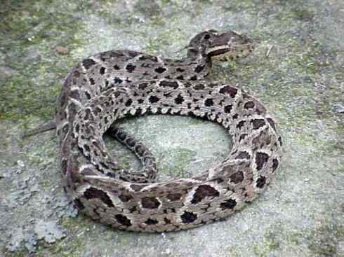 龙：传说的兽原型探秘（响尾蛇类）