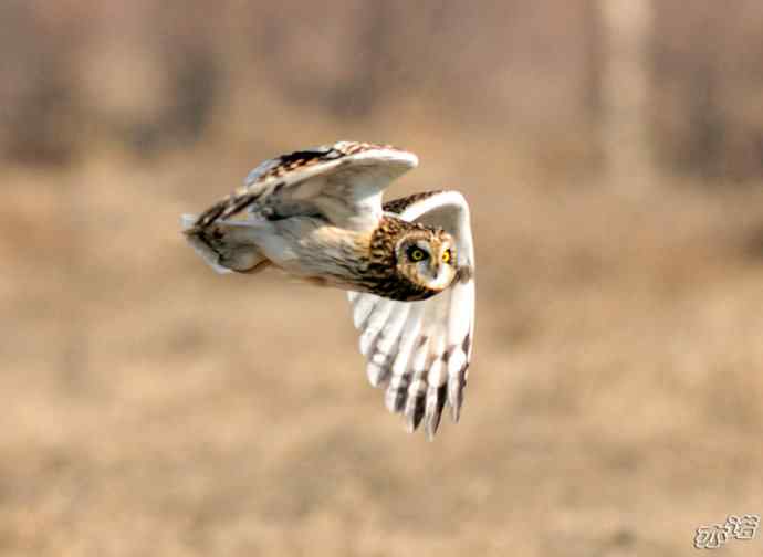 官厅水库&nbsp;wbr路&nbsp;wbr被喜鹊驱赶的短耳鸮