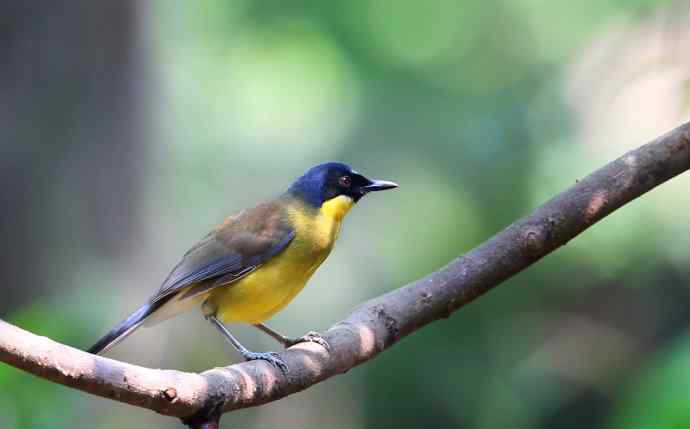 【半日相逢世界濒危小鸟---黄喉噪鹛】