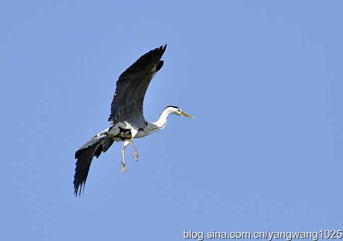 北京上庄水库的收获——（苍鹭）5